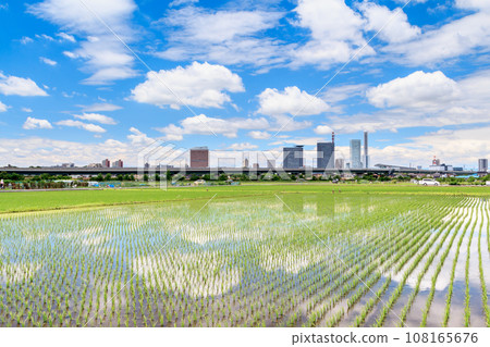 “Saitama Prefecture” Minuma Rice Field Scenery of rice field after rice planting “Saitama Prefecture” Minuma Rice Field Scenery of rice field after rice planting 108165676