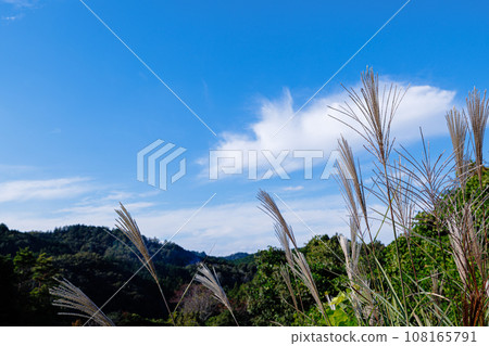 2023 年秋天，努諾姆大壩，盛開的潘帕斯草和背景中的白雲 108165791