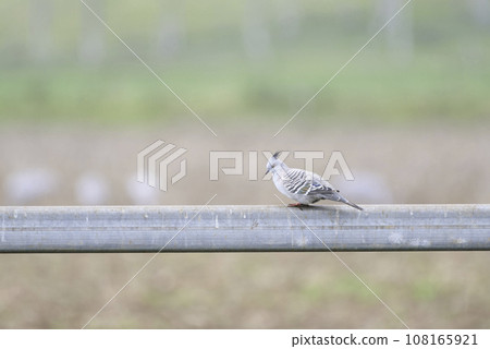 Ranjaku butt Ranjaku butt 108165921