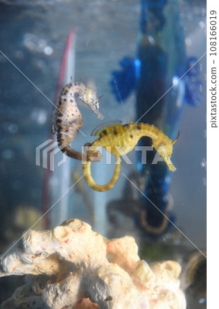 鹿兒島縣海馬屋最好的朋友海馬 108166019