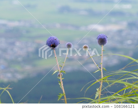 Higotai that shines in the grassland [Aso City, Kumamoto Prefecture] August 108166121