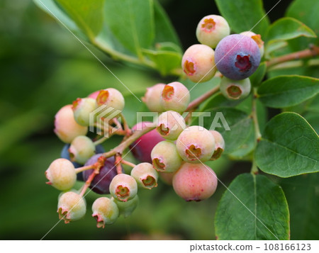 Blueberries starting to change color Blueberries starting to change color 108166123