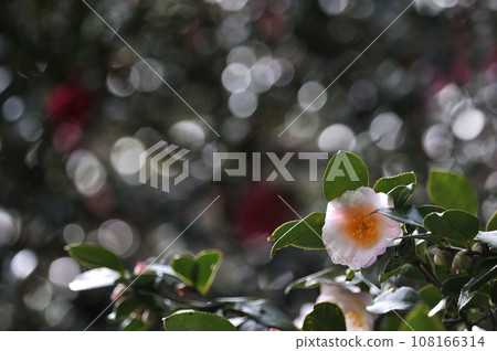山茶花在透過樹林的陽光下閃閃發光 108166314