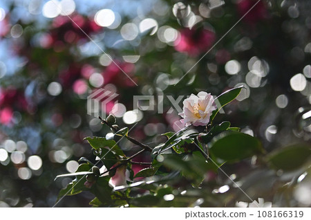 Camellia shining in the sunlight filtering through the trees 108166319