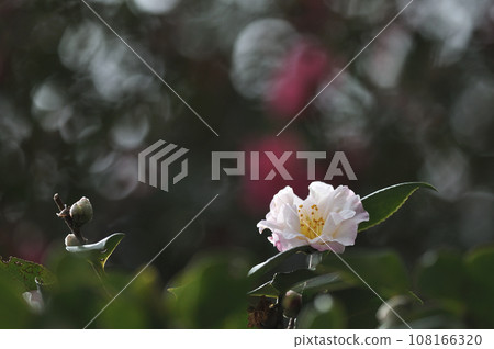 山茶花在透過樹林的陽光下閃閃發光 山茶花在透過樹林的陽光下閃閃發光 108166320