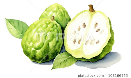 Cherimoya watercolor illustration "AI generated image" 108166353