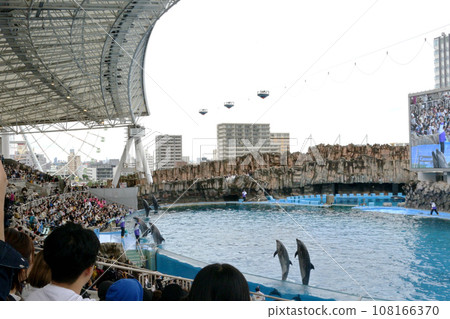 海豚表演圖片 海豚表演圖片 108166370