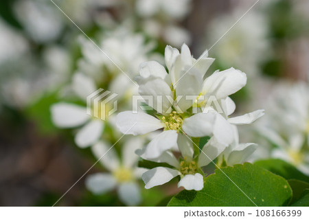 盛開的六月漿果花 盛開的六月漿果花 108166399