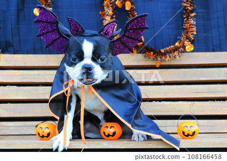 Mighty, a Boston terrier, looks cute while sitting on a bench in Halloween costume♡ 108166458