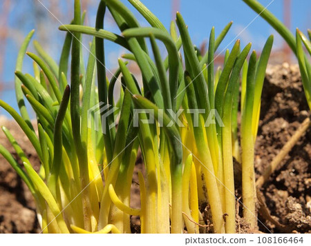 Soft white chives in the field Soft white chives in the field 108166464