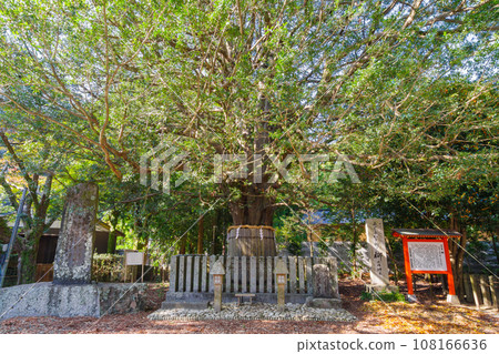 熊野早玉神社的神樹「白寺」大樹（和歌山縣新宮市） 108166636