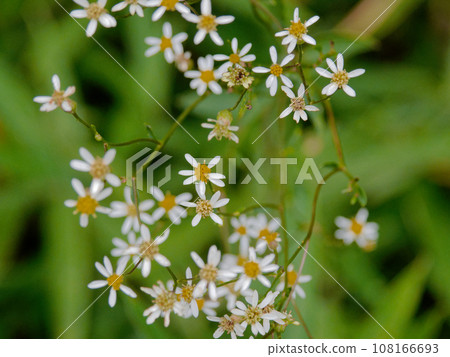秋季在山中開花的野菊花,菊科菊科植物 秋季在山中開花的野菊花,菊科菊科植物 108166693