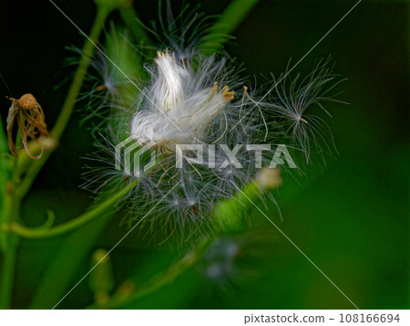 種子去向：菊科植物冠毛 108166694