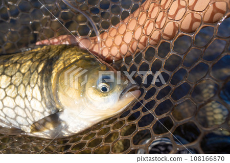 Hellabhuna 108166870