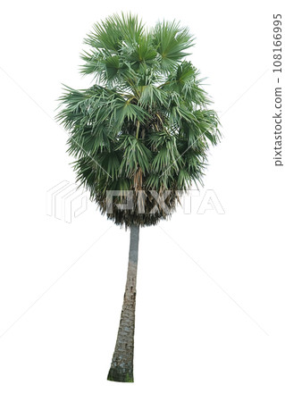 Asian palmyra palm 108166995