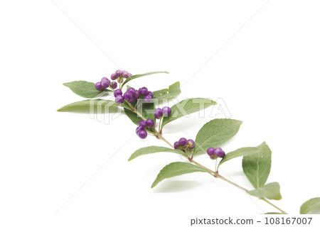 白色背景的小紫果 108167007