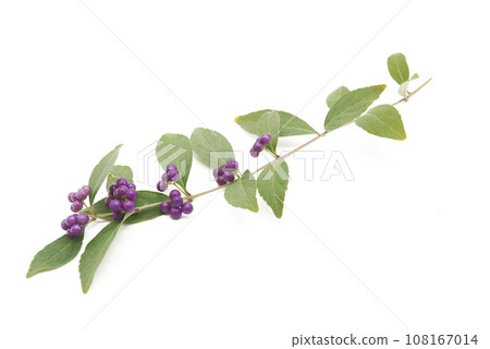 白色背景的小紫果 108167014