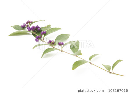 Komurasaki fruit with a white background 108167016
