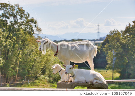 Goats basking in the sun on a mini farm Goats basking in the sun on a mini farm 108167049