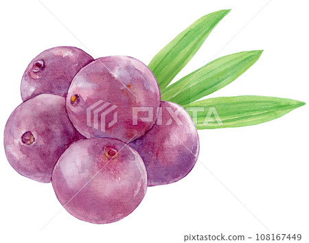 Acai fruit mountain and leaves watercolor illustration Acai fruit mountain and leaves watercolor illustration 108167449