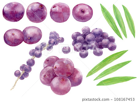 Collection of acai fruit, leaves, and bunches watercolor illustrations Collection of acai fruit, leaves, and bunches watercolor illustrations 108167453
