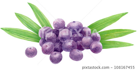 許多巴西莓果和巴西莓葉的水彩插圖 許多巴西莓果和巴西莓葉的水彩插圖 108167455