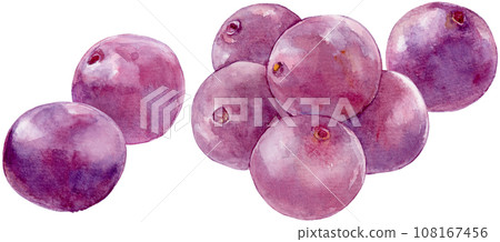 Acai fruit watercolor illustration 108167456
