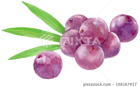 Acai fruit and leaves watercolor illustration 108167457
