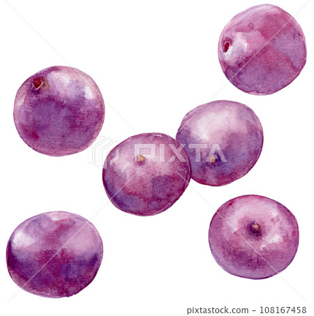 Watercolor illustration of scattered acai fruits 108167458