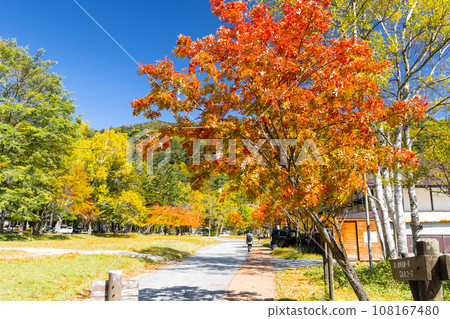Autumn leaves of Nanakamado 108167480