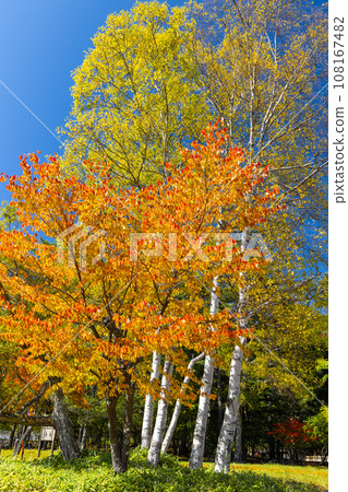 Birch and autumn leaves (vertical) 108167482