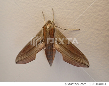 一隻鷹蛾棲息在牆上 一隻鷹蛾棲息在牆上 108168061