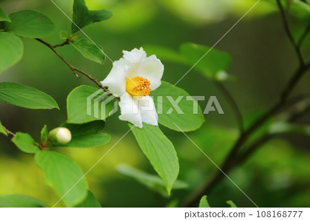 The flower of yorikoji The flower of yorikoji 108168777