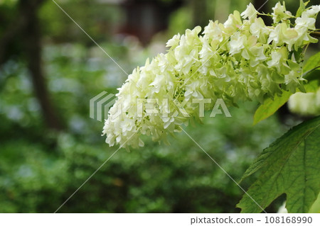 Kashiwaiwa hydrangea in Yorikoji 108168990
