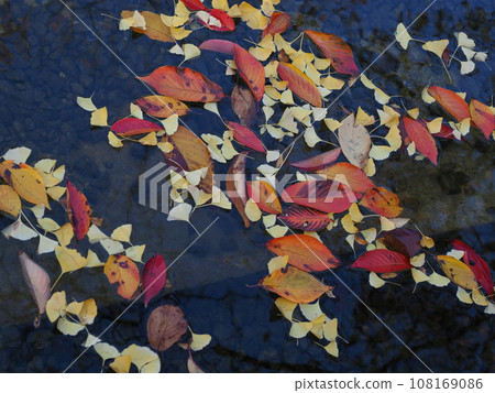 Autumn leaves drifting on the surface of the water Autumn leaves drifting on the surface of the water 108169086