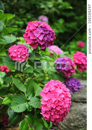 Red hydrangea at Raikoji Temple 108169297