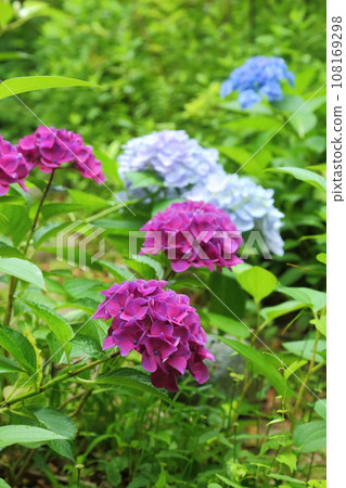 Red hydrangea at Raikoji Temple 108169298