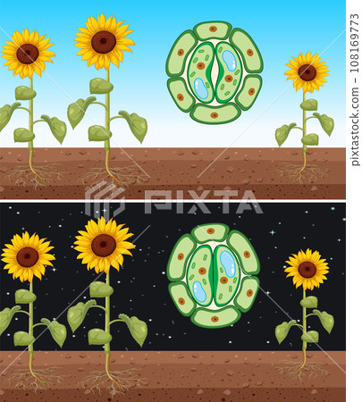Sunflower with Close and Open Stomata Vector 108169773