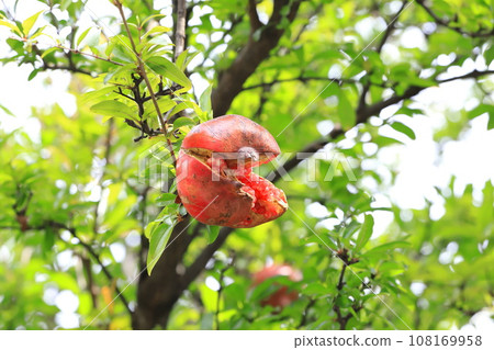 A large ripe pomegranate fruit 108169958
