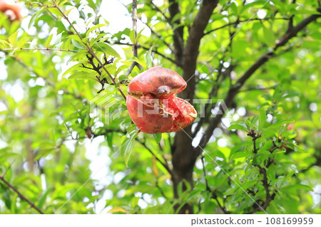 A large ripe pomegranate fruit 108169959