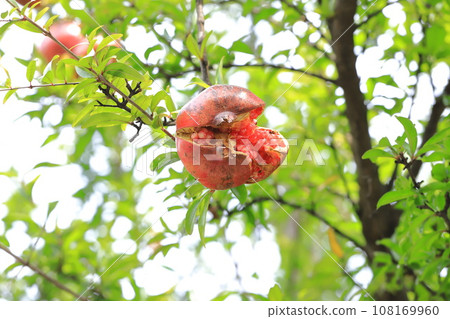 A large ripe pomegranate fruit 108169960