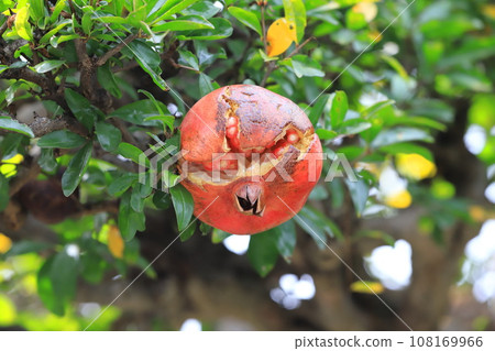 A large ripe pomegranate fruit 108169966