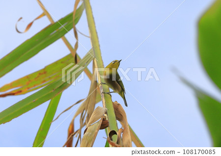 Cute white-eye on a Basho leaf 108170085