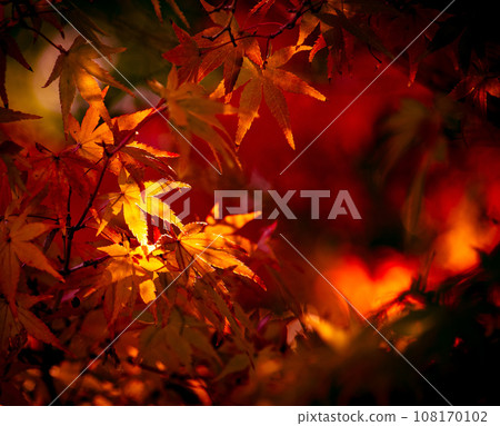 鮮紅的秋葉 108170102