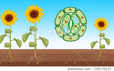 Sunflower with Open Stomata Vector 108170225