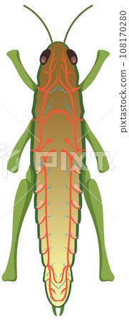 The anatomy of grasshopper on white background 108170280