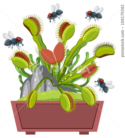Flies Flying Over Venus Flytrap Plant Flies Flying Over Venus Flytrap Plant 108170382