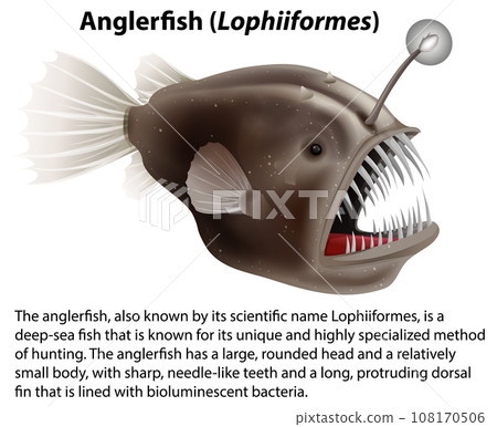 Anglerfish (Lophiiformes) with Informative Text Anglerfish (Lophiiformes) with Informative Text 108170506