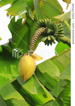 芭蕉花和香蕉般的果實 108170540