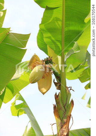 Basho flower and banana-like fruit 108170544